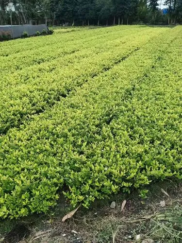 传统风景园林景观设计师