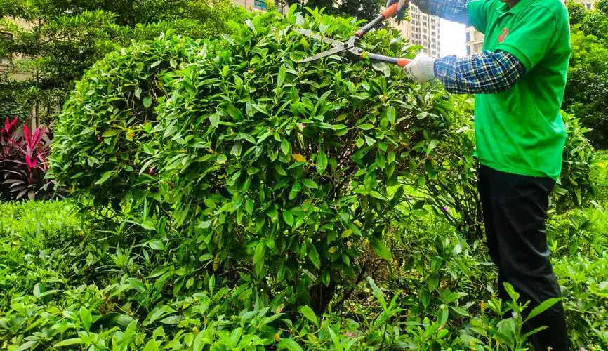 园林管理问题暴露，公众担忧城市形象受损！